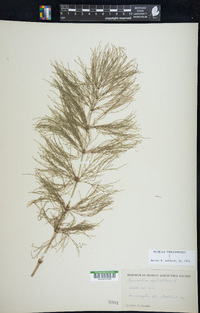 Equisetum sylvaticum image