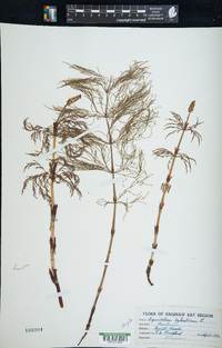 Equisetum sylvaticum image