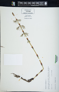 Equisetum sylvaticum image