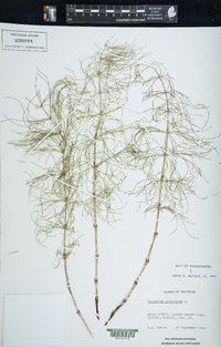 Equisetum sylvaticum image