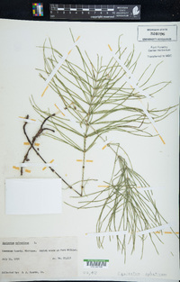 Equisetum sylvaticum image