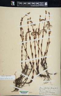 Equisetum sylvaticum image