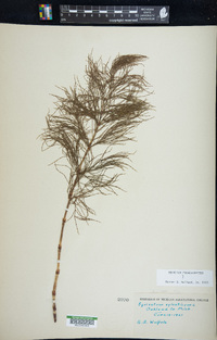 Equisetum sylvaticum image