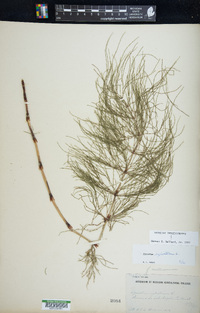 Equisetum sylvaticum image