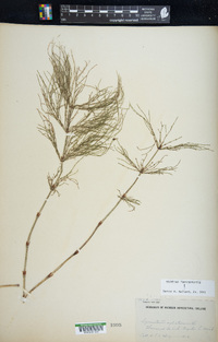 Equisetum sylvaticum image