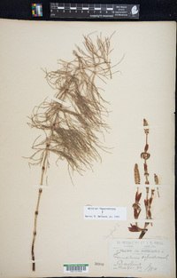 Equisetum sylvaticum image