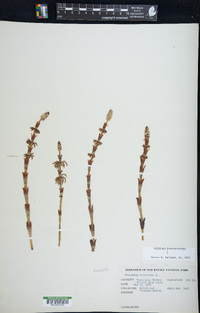 Equisetum sylvaticum image