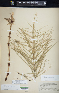 Equisetum sylvaticum image