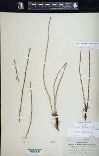 Equisetum × mackayi image
