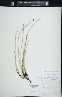 Equisetum variegatum var. variegatum image