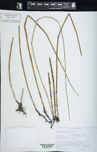 Equisetum variegatum var. variegatum image
