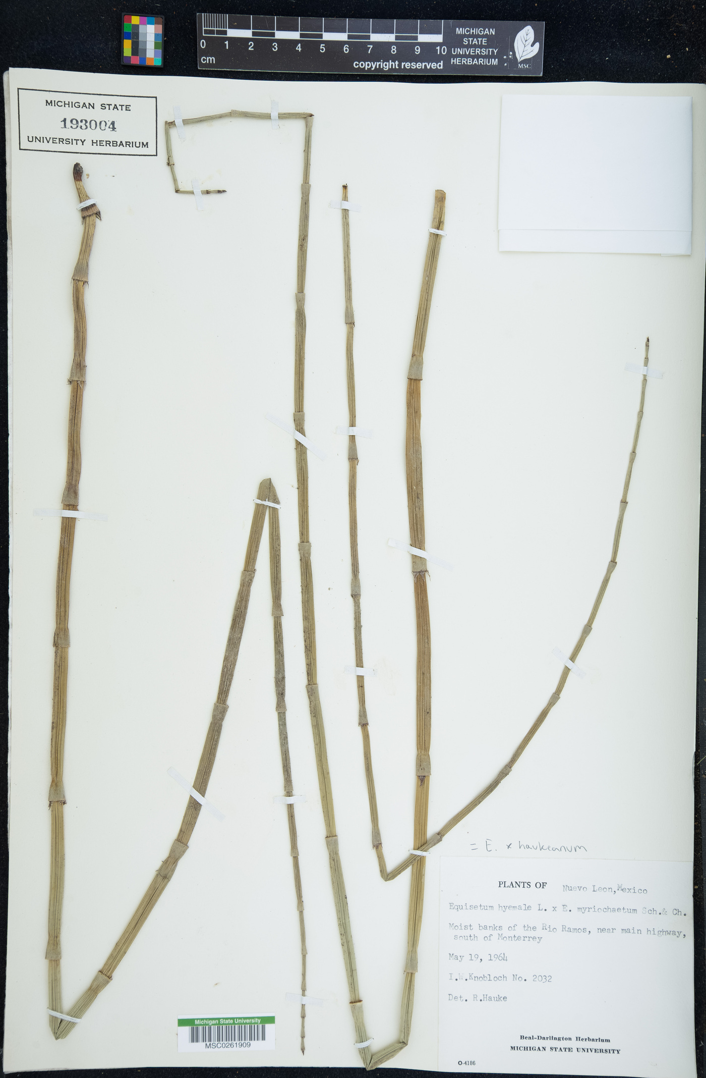 Equisetum x haukeanum image