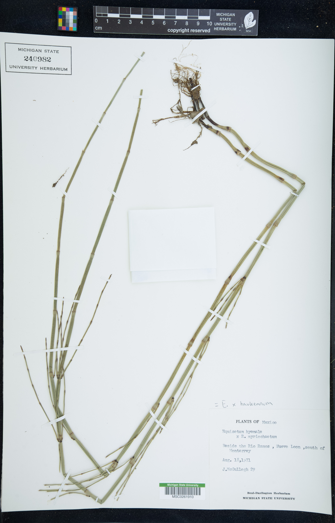 Equisetum x haukeanum image