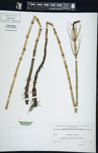 Equisetum fluviatile image