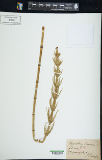 Equisetum fluviatile image