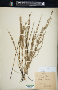 Equisetum palustre image