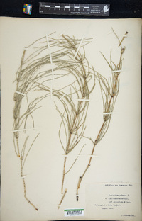 Equisetum palustre image