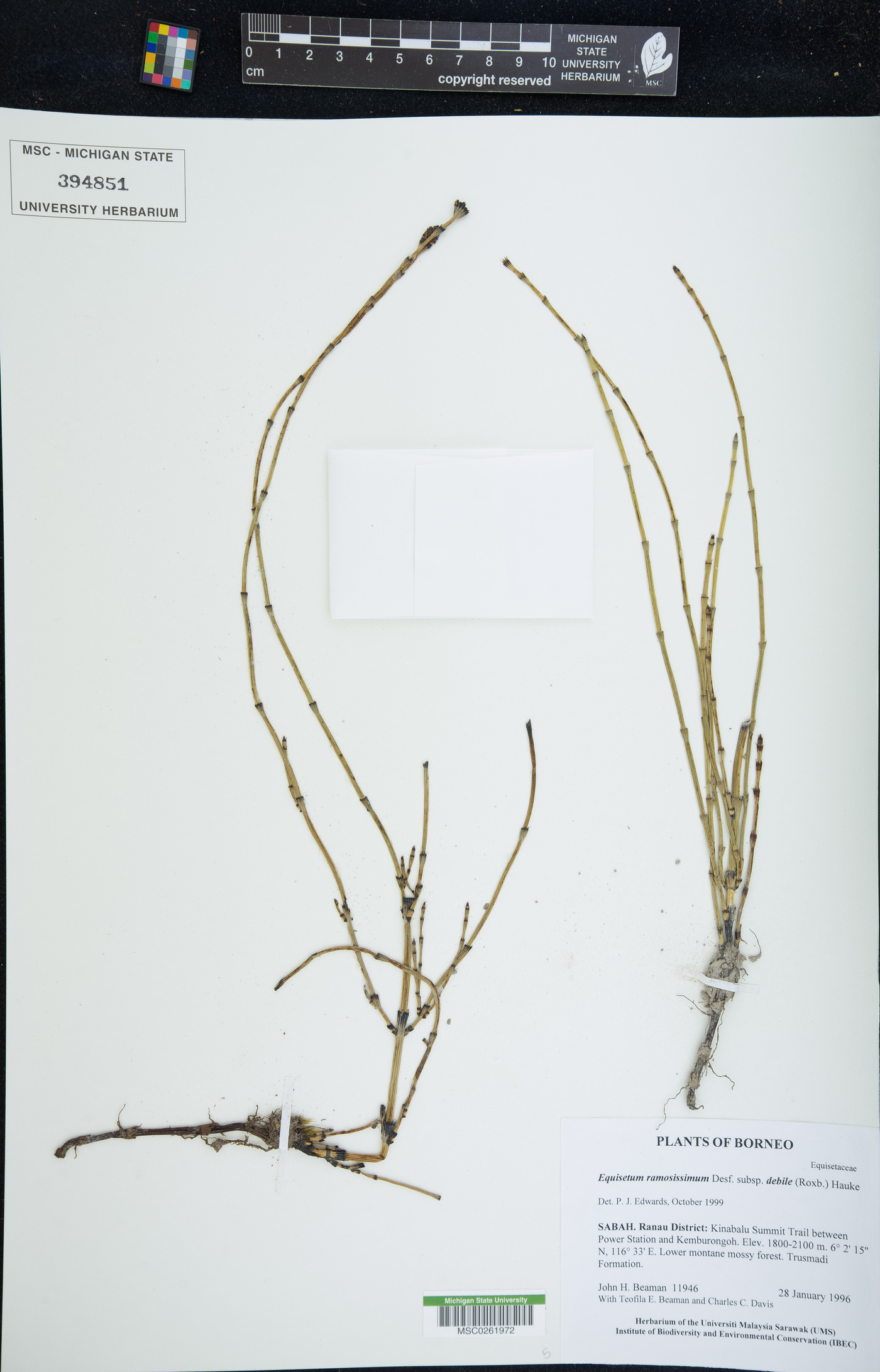 Equisetum ramosissimum subsp. debile image