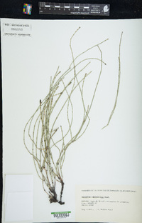 Equisetum ramosissimum image