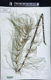 Equisetum telmateia image