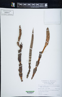 Equisetum telmateia image