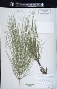 Equisetum telmateia image