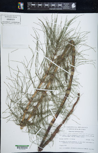 Equisetum telmateia image