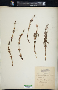 Equisetum sylvaticum image