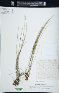 Equisetum variegatum image