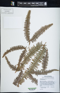 Gleichenella pectinata image