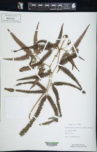 Gleichenella pectinata image