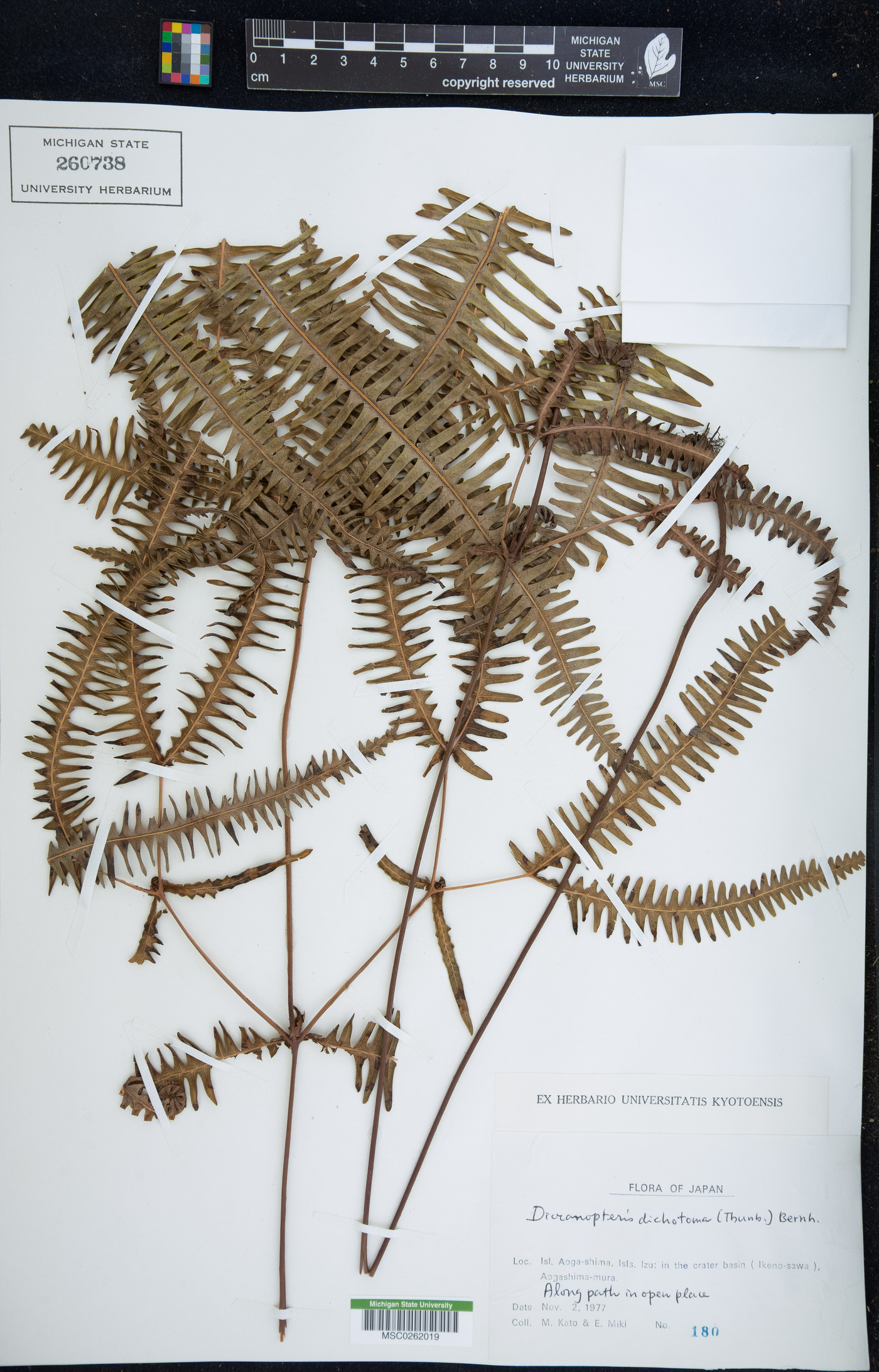 Dicranopteris pedata image