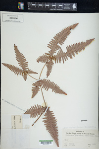 Dicranopteris linearis image