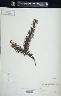 Dicranopteris linearis image