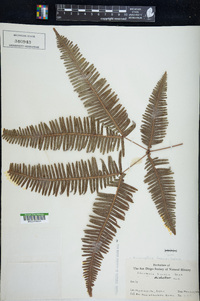 Dicranopteris linearis image