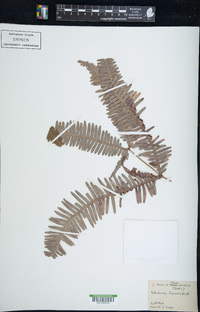 Dicranopteris linearis image