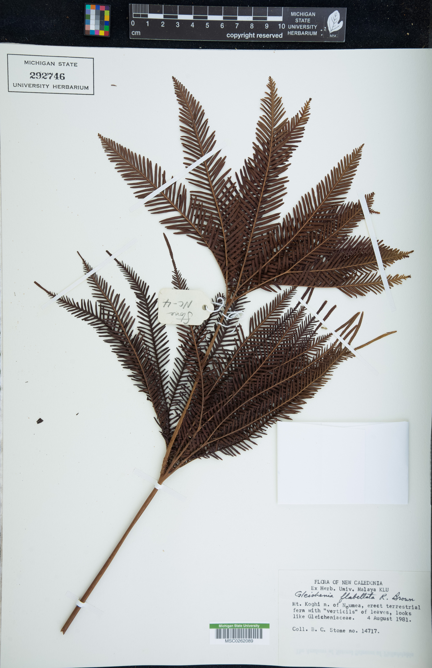 Sticherus flabellatus image