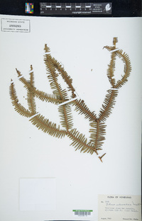 Sticherus underwoodianus image