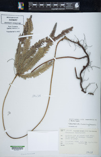 Sticherus cunninghamii image