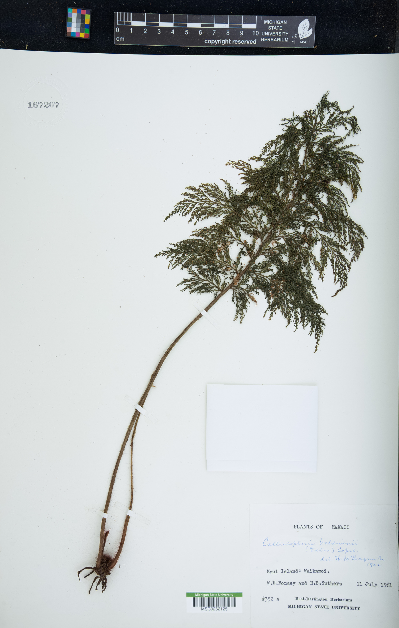 Callistopteris baldwinii image