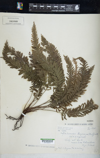 Cephalomanes atrovirens subsp. boryanum image