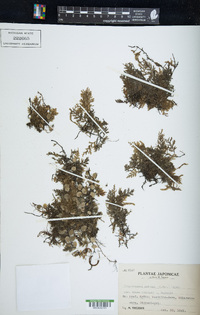 Image of Crepidomanes palmifolium