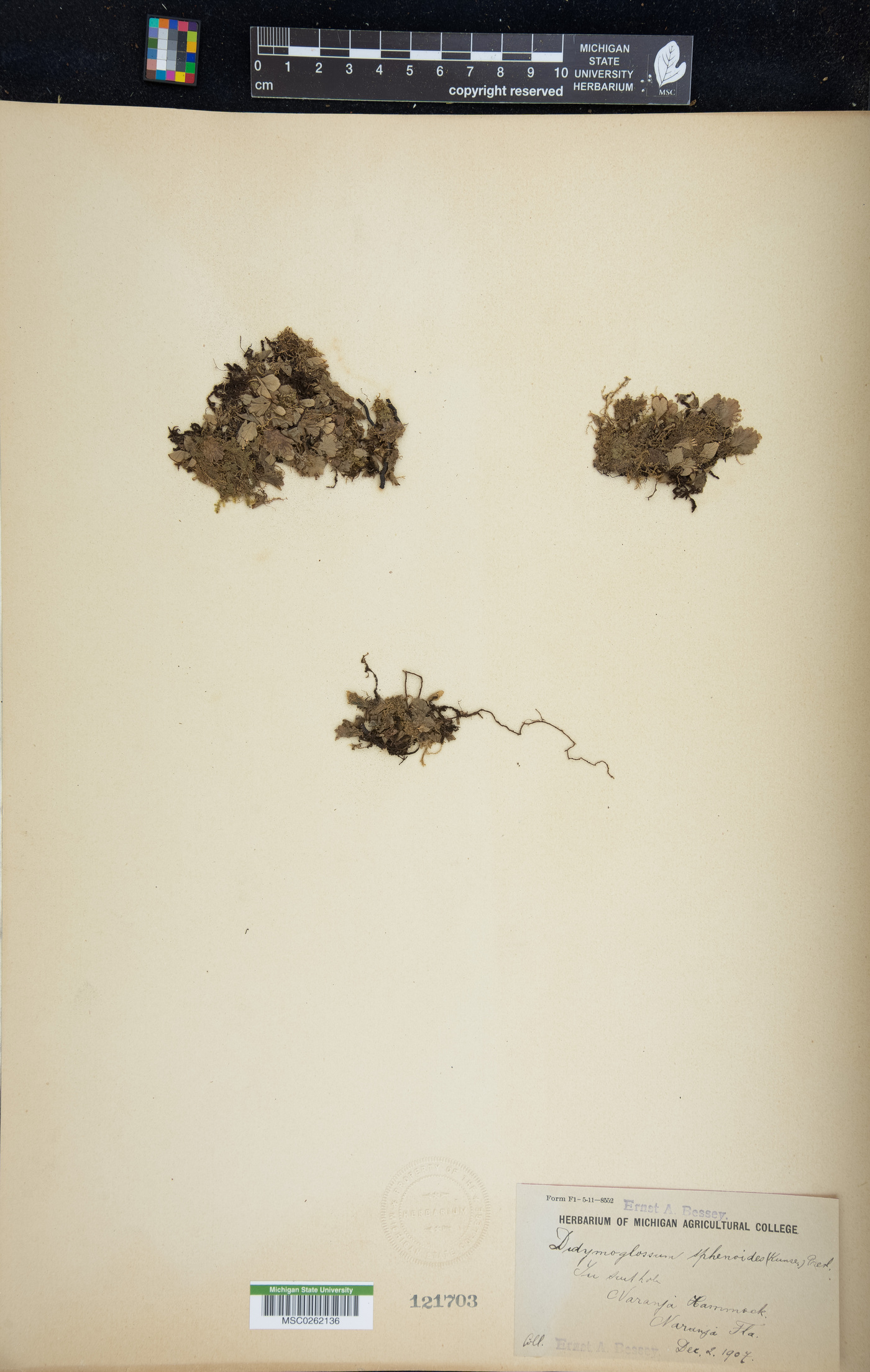 Didymoglossum punctatum subsp. sphenoides image