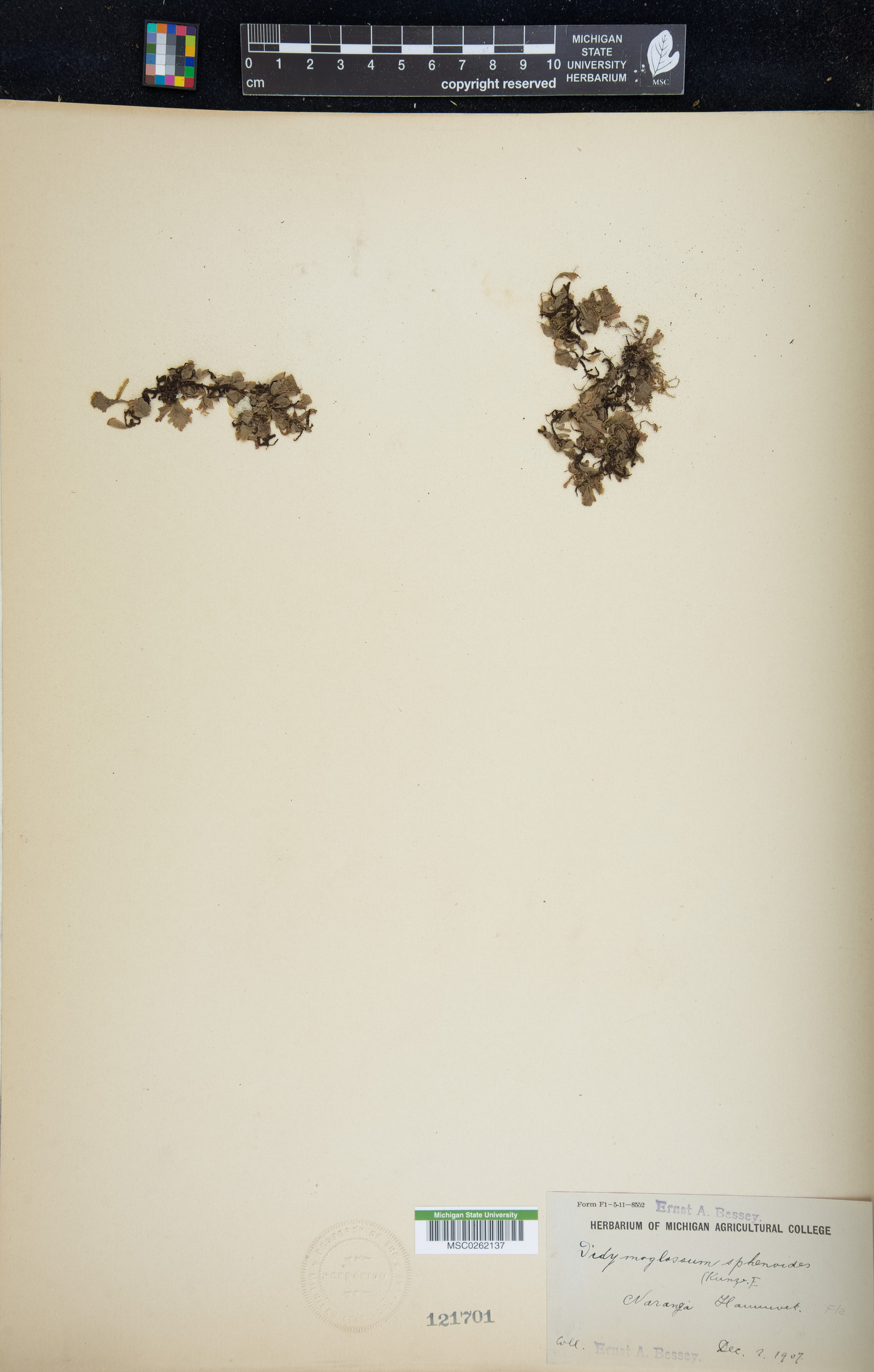 Didymoglossum punctatum subsp. sphenoides image