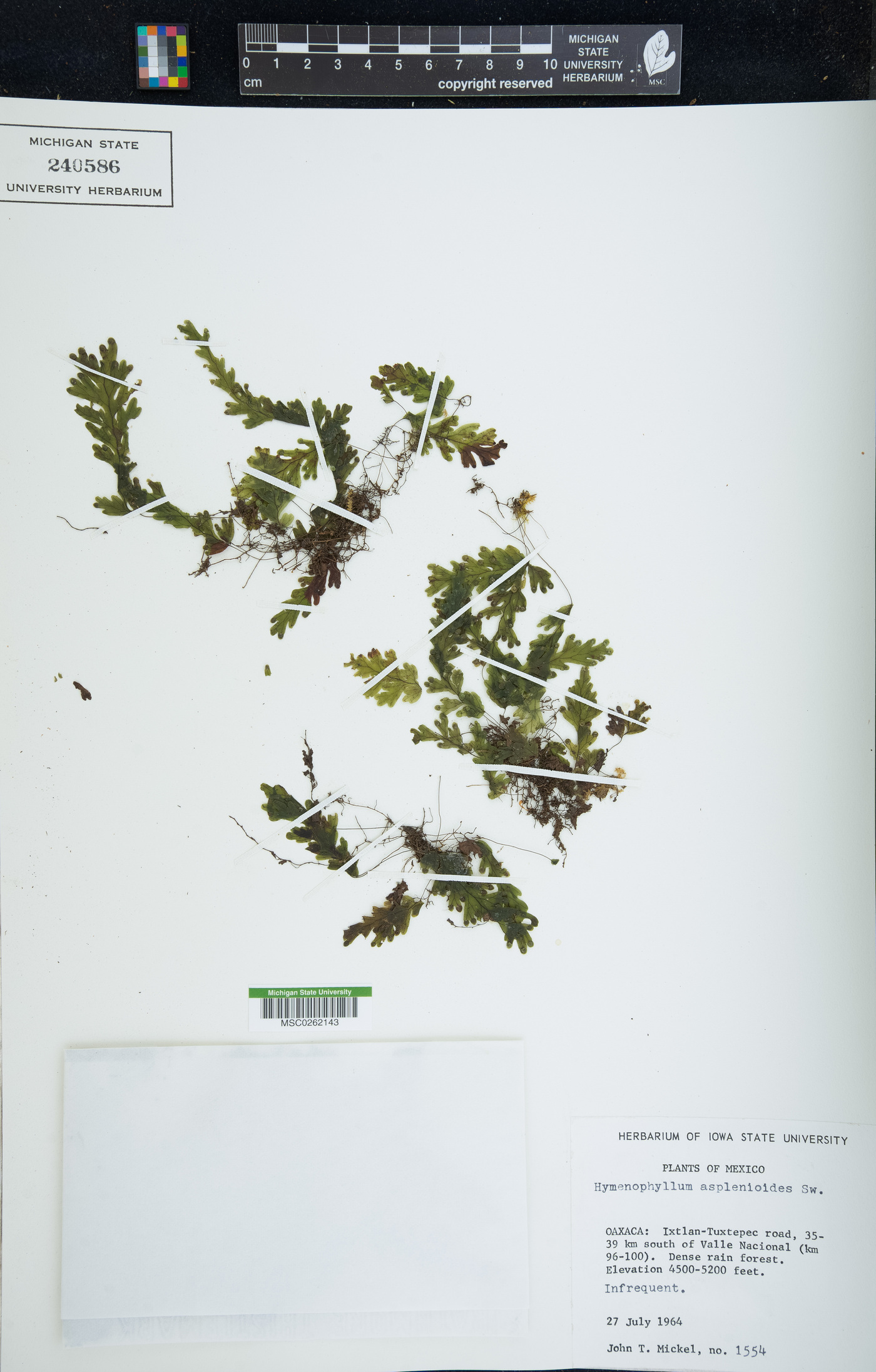 Hymenophyllum asplenioides image