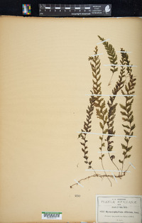 Hymenophyllum ciliatum image