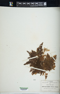 Hymenophyllum hirsutum image