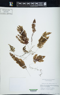 Hymenophyllum hirsutum image