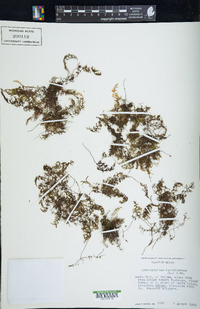 Hymenophyllum tunbrigense image