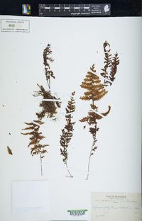 Hymenophyllum ciliatum image